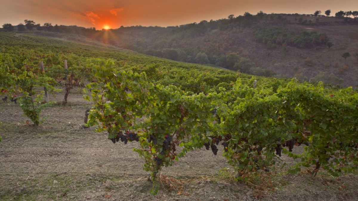 À la découverte du vin Gragnano DOC avec dégustation de vins