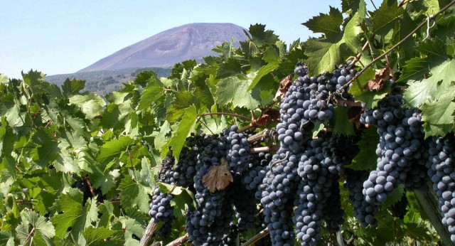 Gran Tour del Vino